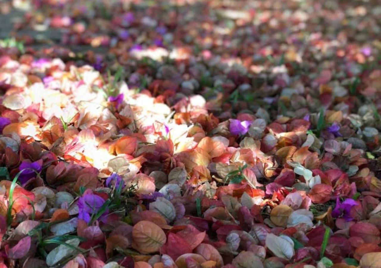 Pousada Halliny do Rosa Praia do Rosa Zewnętrze zdjęcie