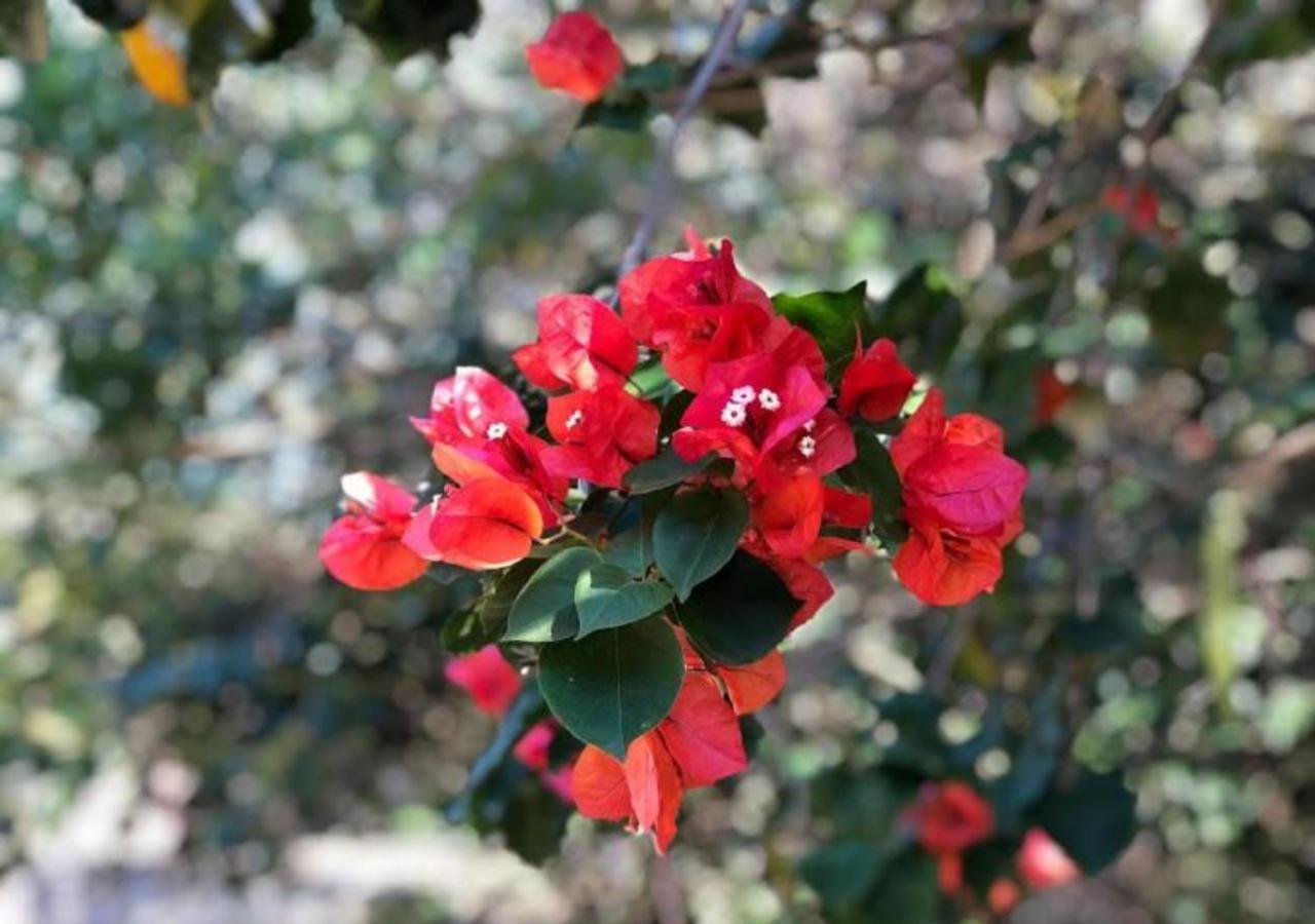 Pousada Halliny do Rosa Praia do Rosa Zewnętrze zdjęcie
